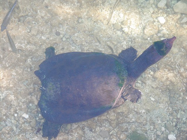 <b>Blue Hole am Big Pine Key