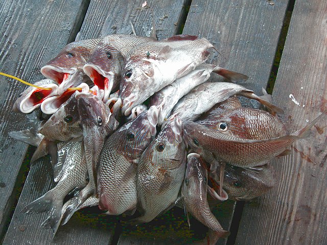 <b>in Tarpon Springs